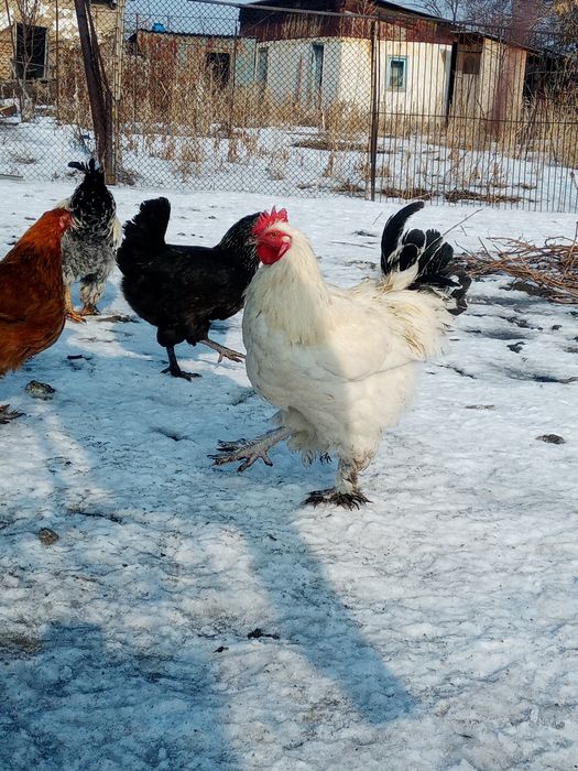 Продам молодых петухов