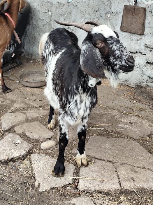 Capre de vanzare metisane bune de lapte!