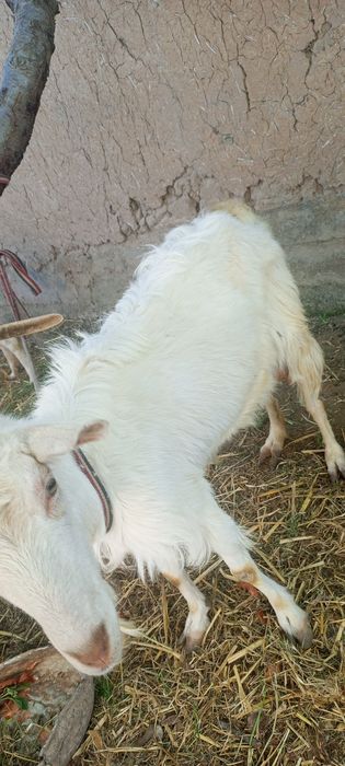 !Ona bola echki
!Zotli
!Bolasi:erke .urgochi
!2 litr suti bor
!Sroch