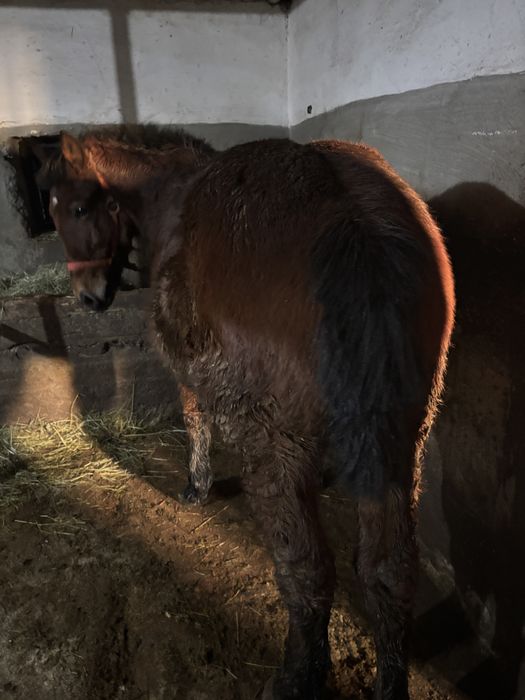 Vand Mânz  de 8 luni