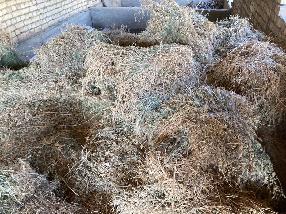 Beda Беда Клевер