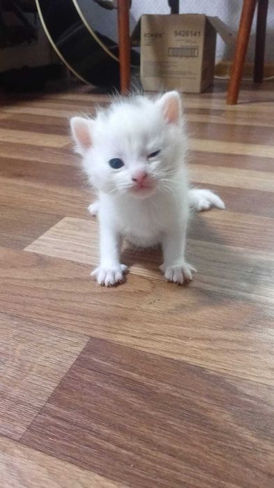 Отдам котят в хорошие руки