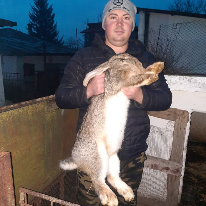 Iepuri uriaș german