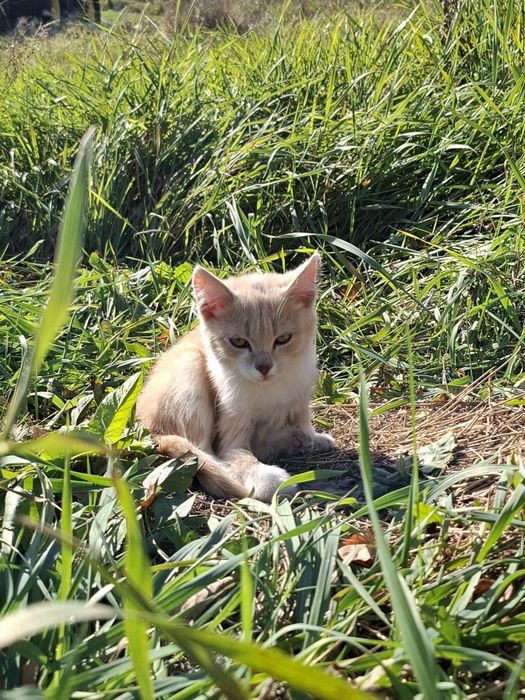 Отдам котёнка в добрые руки