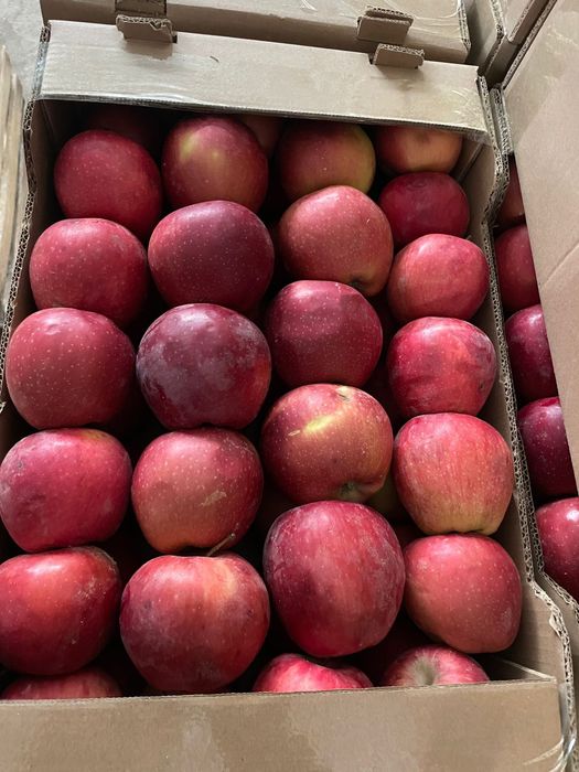 Продам яблоки Американка