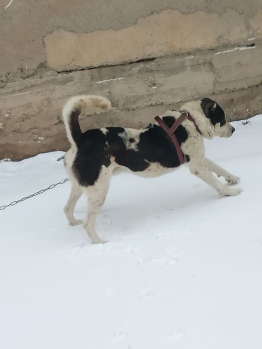 Alabay Buldozer linya kuchug sotiladi erkak