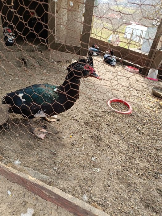 Rațe mute de vânzare