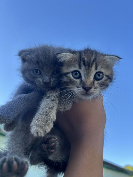 Отдам котят даром