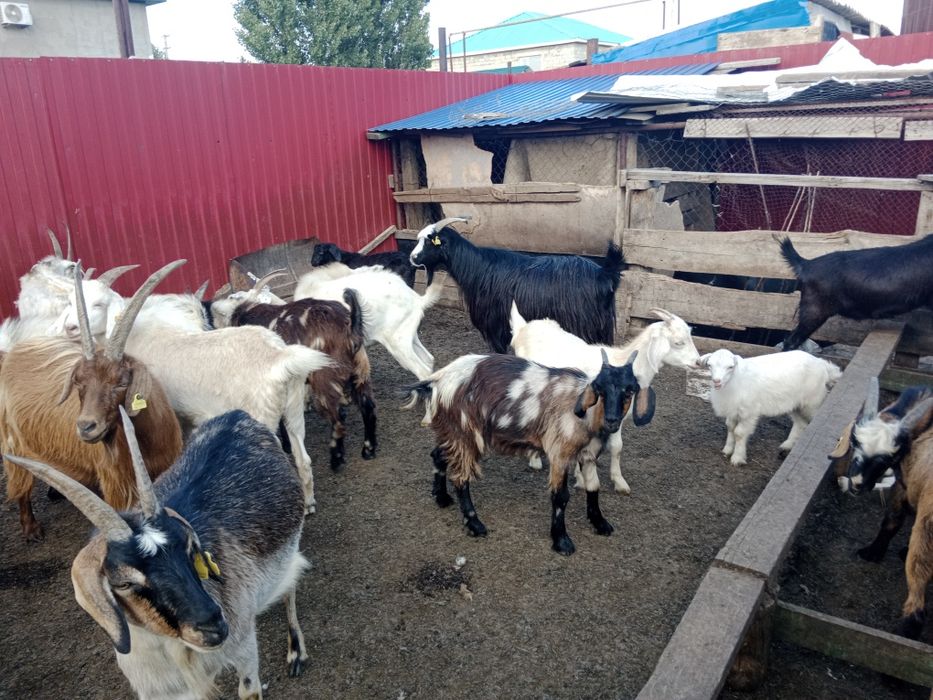 Ешкілер, лақтар, шыбыштар, текелер сатылады...