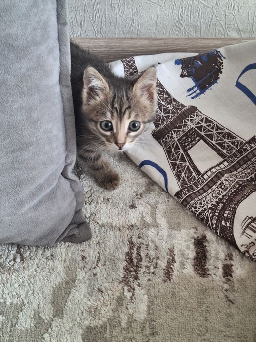 Котенок  короткощерстая