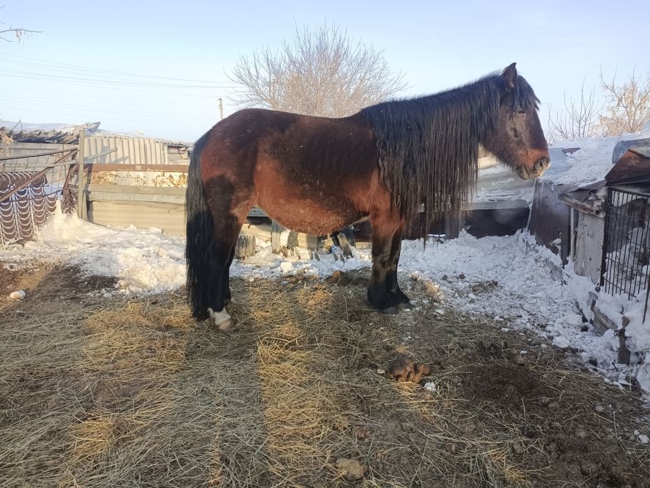 Сауын биелер сатамын.