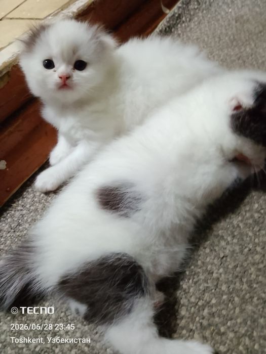 Продам Вислоухие котята