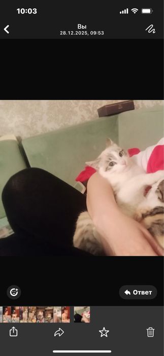 Котенки шотландцы.