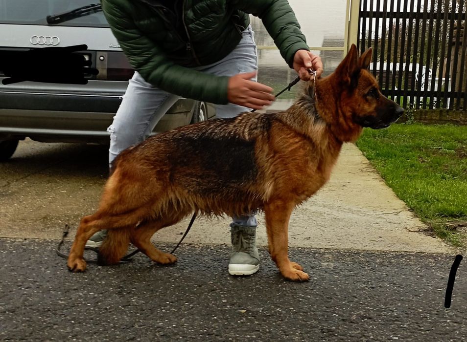 Ciobanesc german cu pedigree