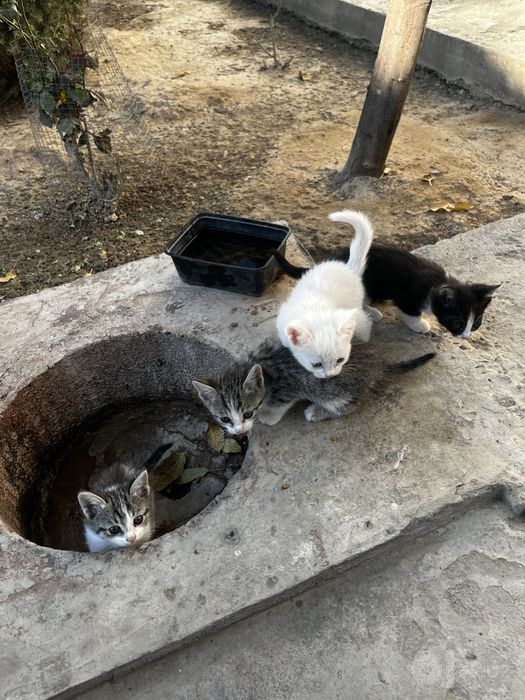 Котята бесплатно в добрые руки!