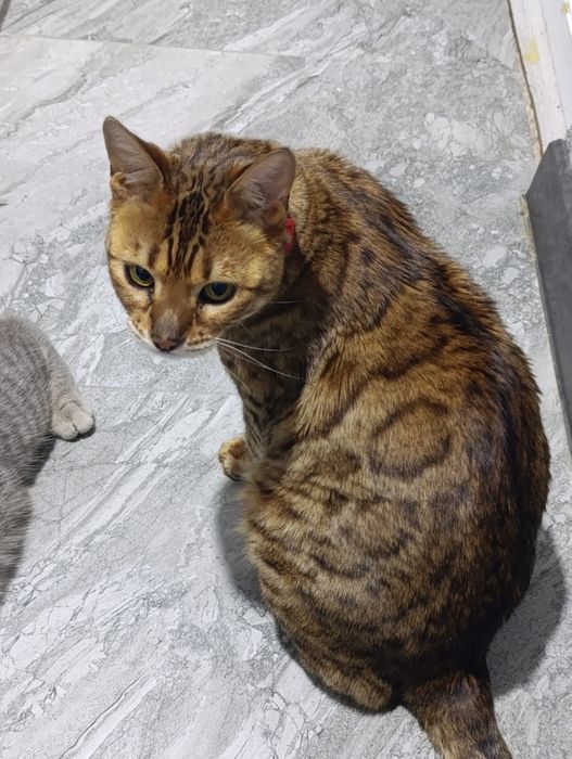 Bangal mushuk srochno sotiladi