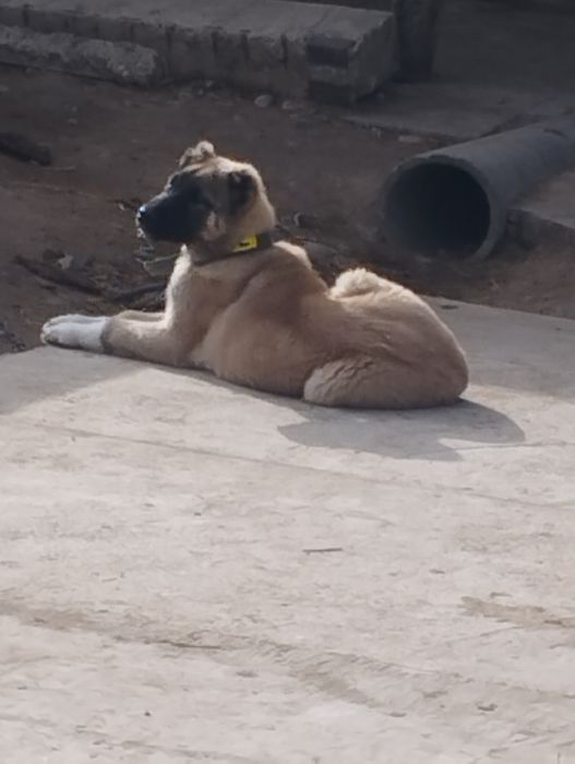 Щенок Алабая кобель (мальчик)