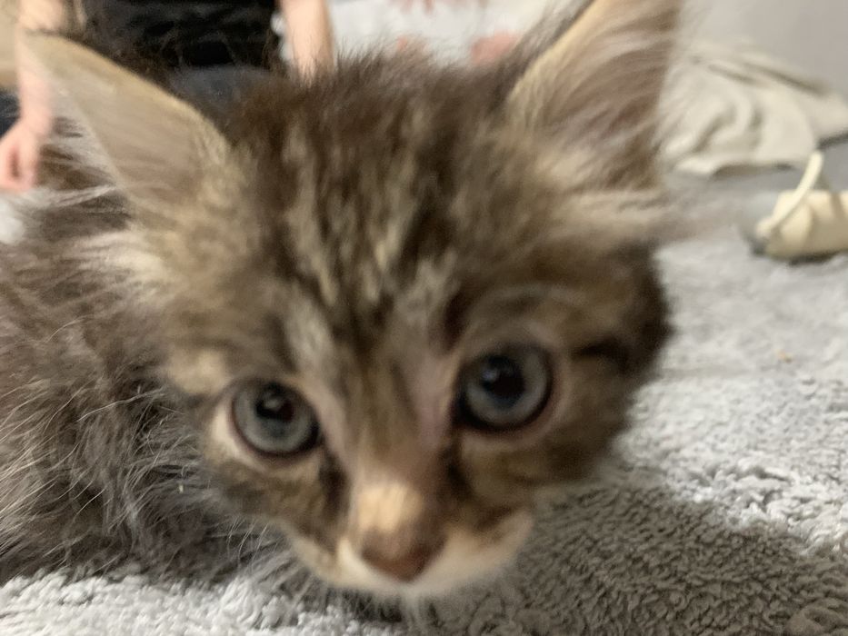 Отдаются в добрые руки котята