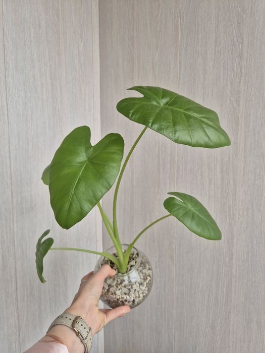 Алоказия Одора (лечебная)