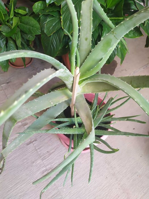 Продам алоэ Веру