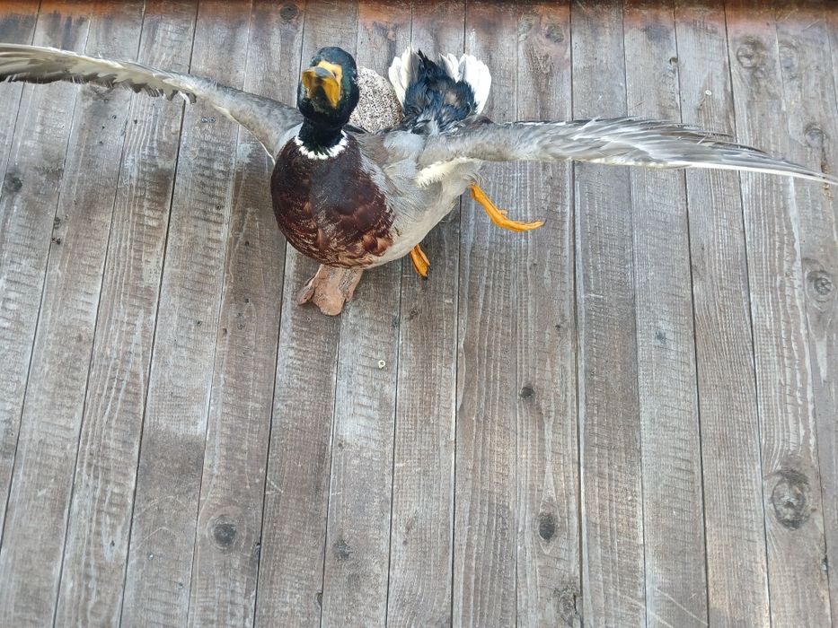 Препарирани птици