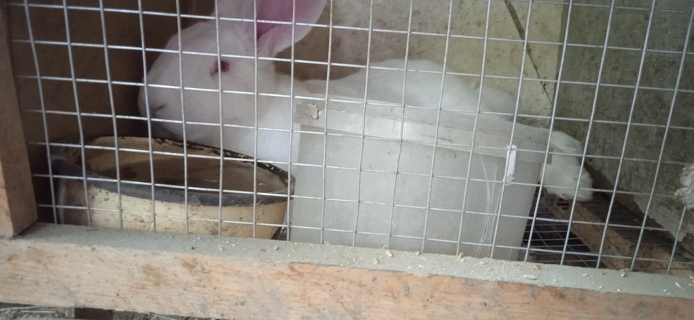 Птицы про Макс и заяц XXL