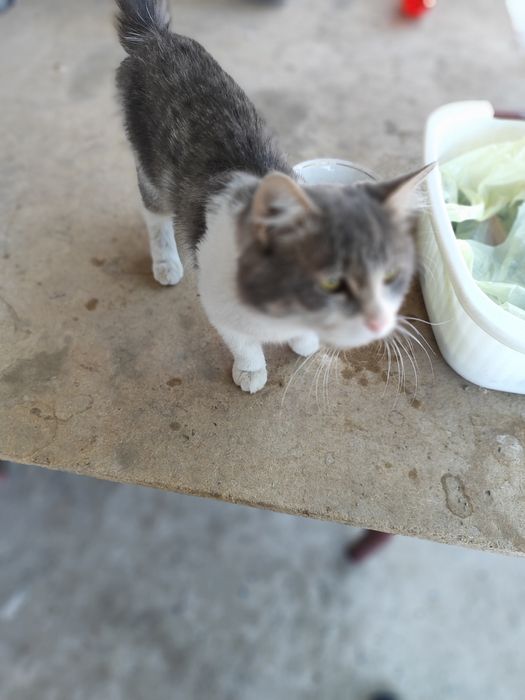 Отдам за даром кот KITY