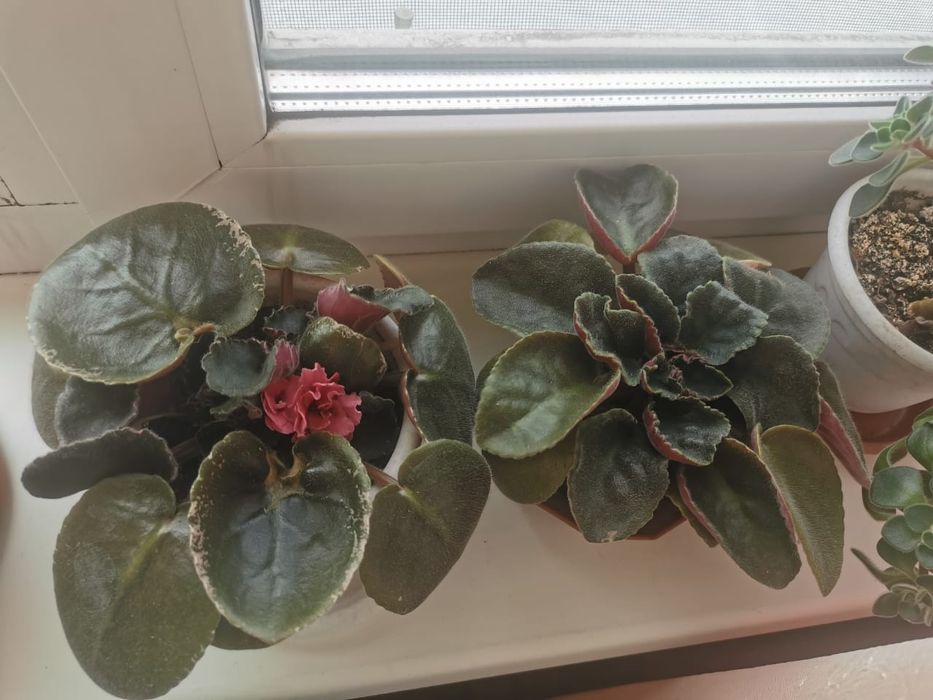 Недорого продам  комнатные цветы