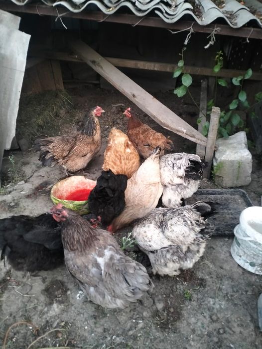 Продам хороших Кур