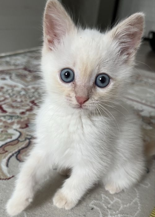 Котёнок 1,5 месяца