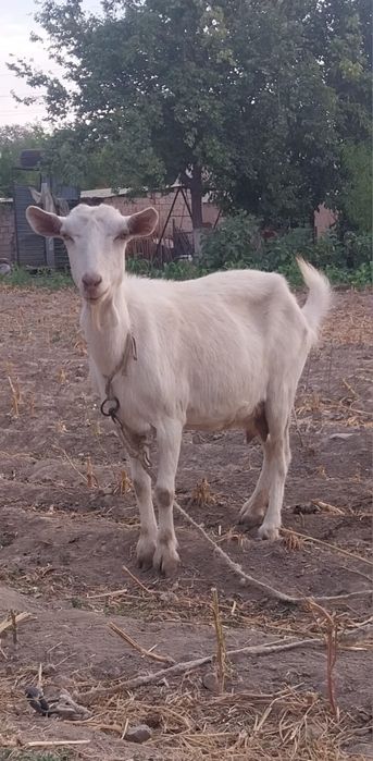 Сутті ешкі 2туған