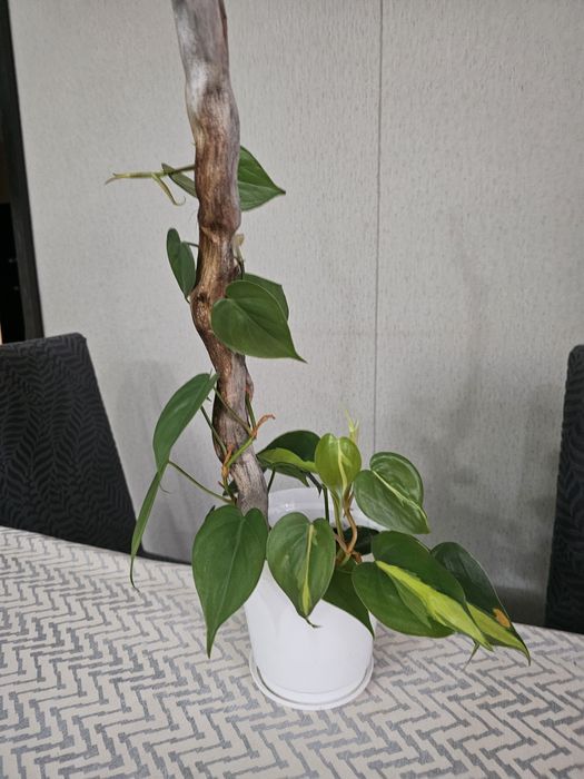 Продам комнатный цветок