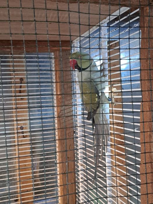 Micul Alexandru maturi