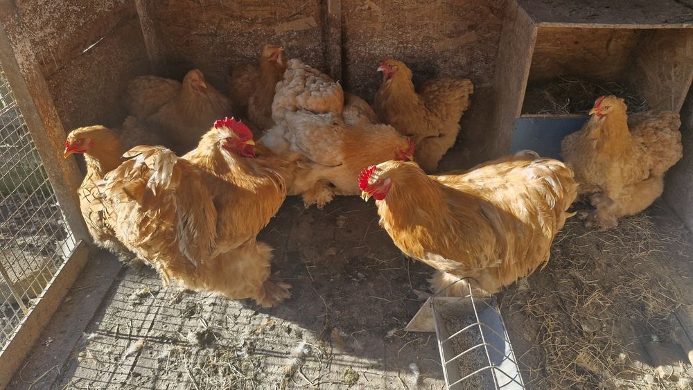 Cochinchina galben urias