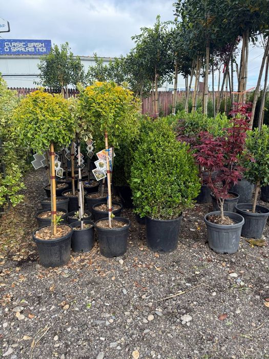 Amenajare gradina cu gazon rulou si plante ornamentale