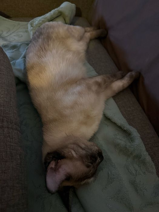 Кошка в добрые руки