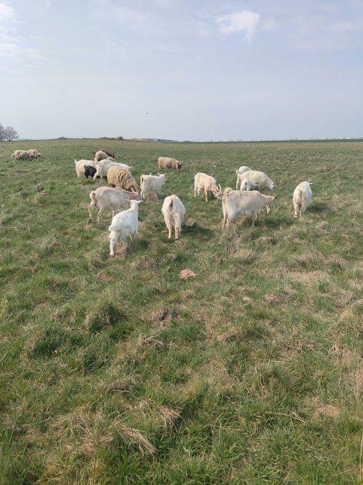 Văd capre fătate cu iezi langa el și oi cu miei