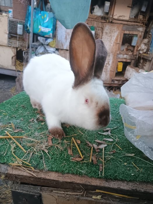 De vânzare iepurași UT