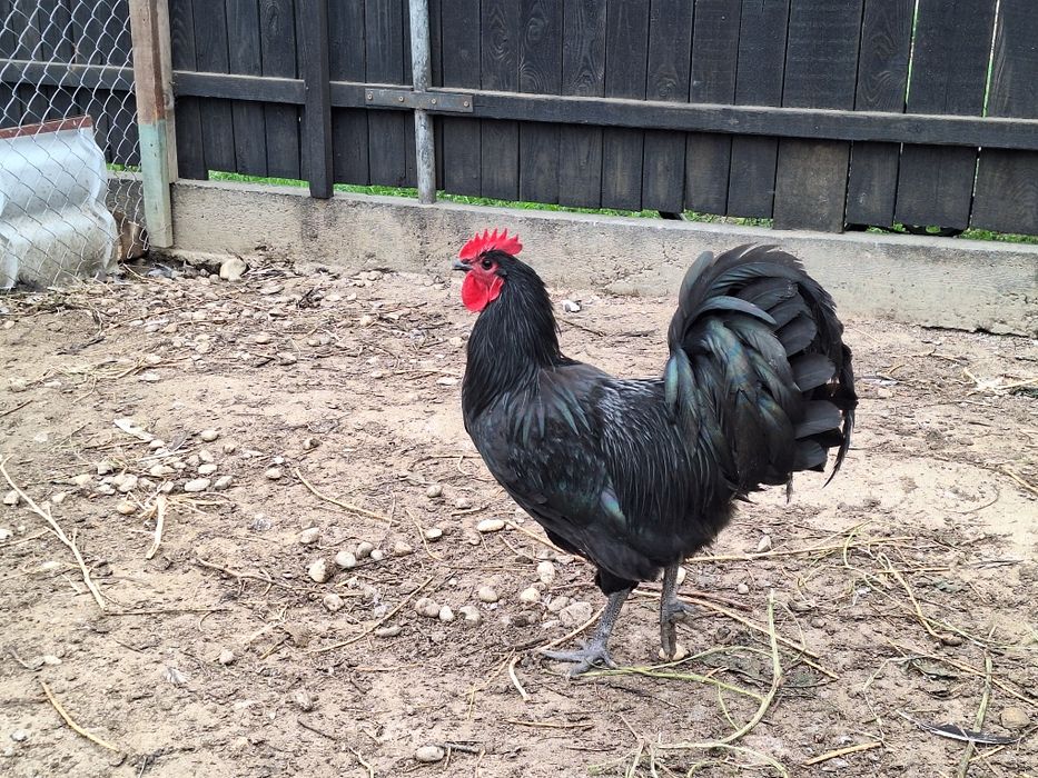 Cocosi Australop Negru