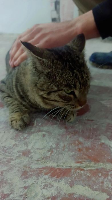 Mushuk homilador zoddor mushuk