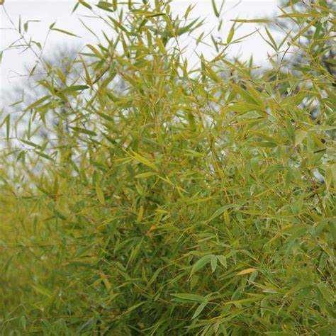 Bambus fargesia nitida aurea Iedera verde si variegata