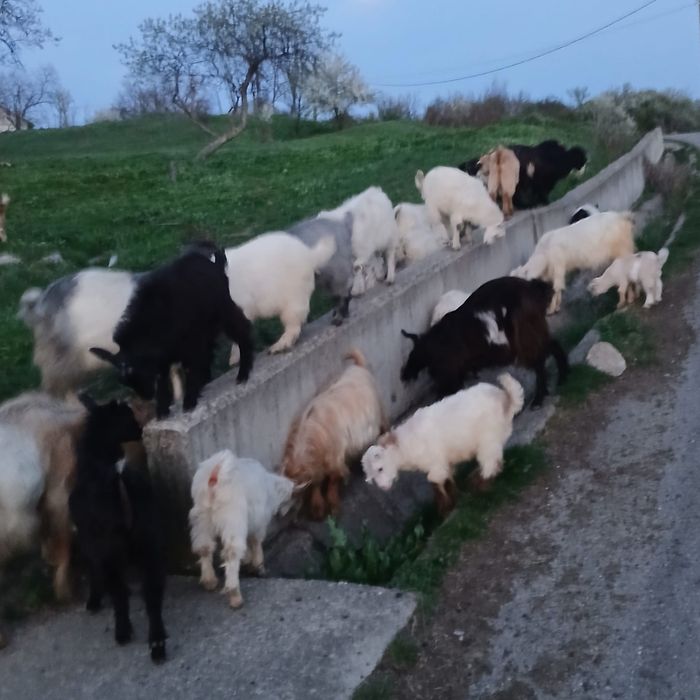 Iezi de vânzare    .