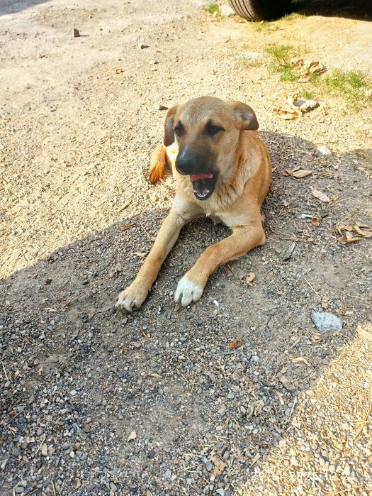 Отдам даром щенка в хорошие руки