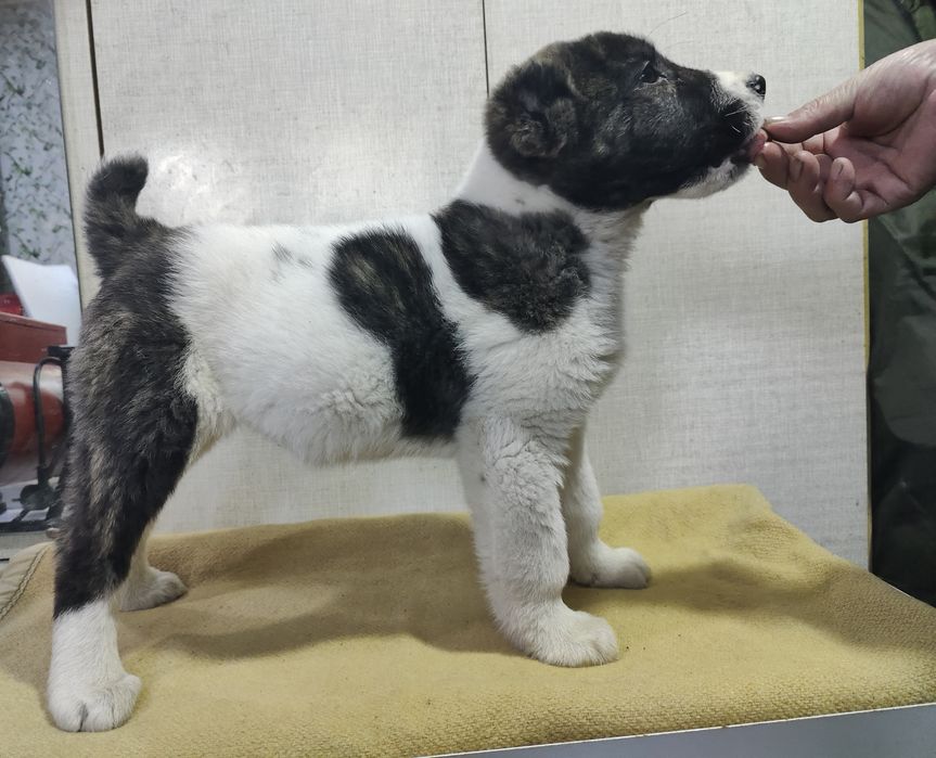 Продаётся девочка САО, алабай