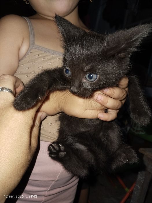 Отдам котят в добрые руки