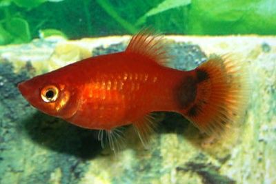 Рыбки гуппи рыбки пецилия