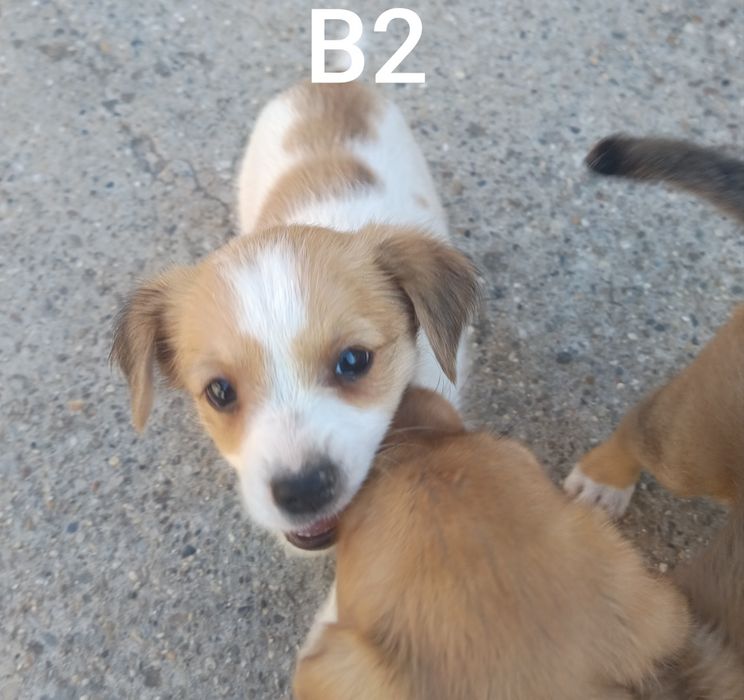Ofer spre adoptie caini talie mica GRATIS