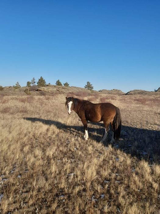 Айғыр сатылады Жеребец продам