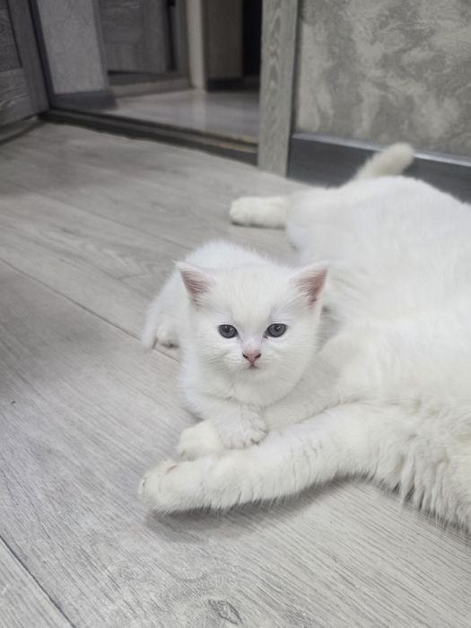 Катята скотиш страйт и британская страйт