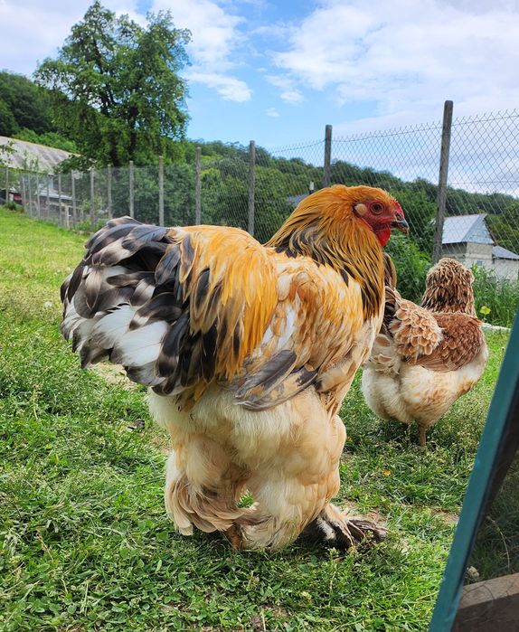 Cocoș Brahma vârstă de 6 luni